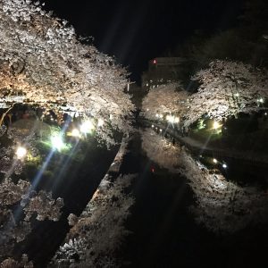 松川 桜