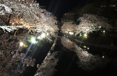 松川 桜